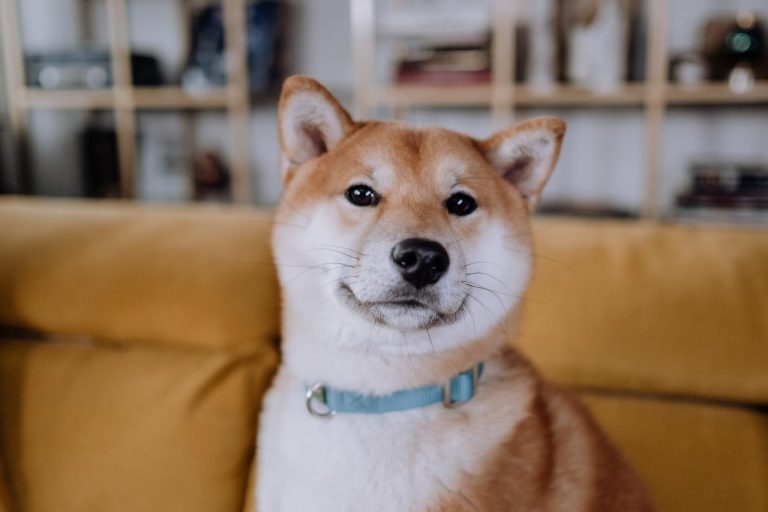Shiba Inu : faut il acheter cette crypto