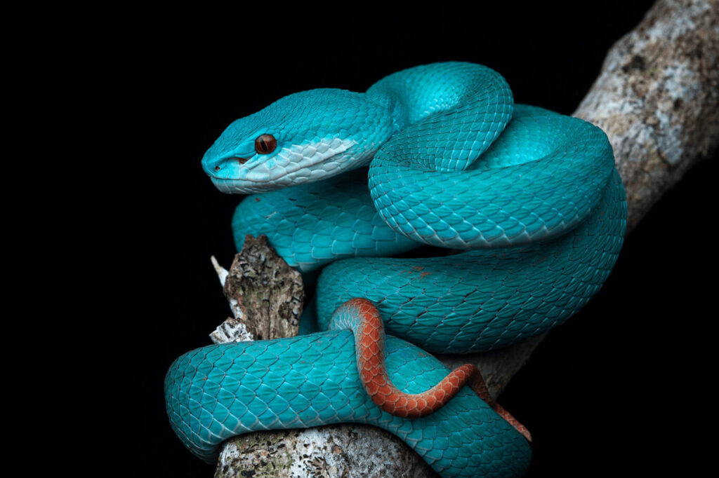 Qu’est-ce qui rend la beauté bleue du Vietnam si unique?