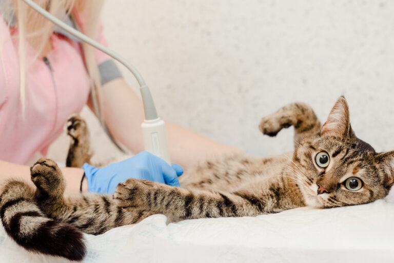 comment-traiter-les-vomissements-chez-un-chat-avec-des-medicaments
