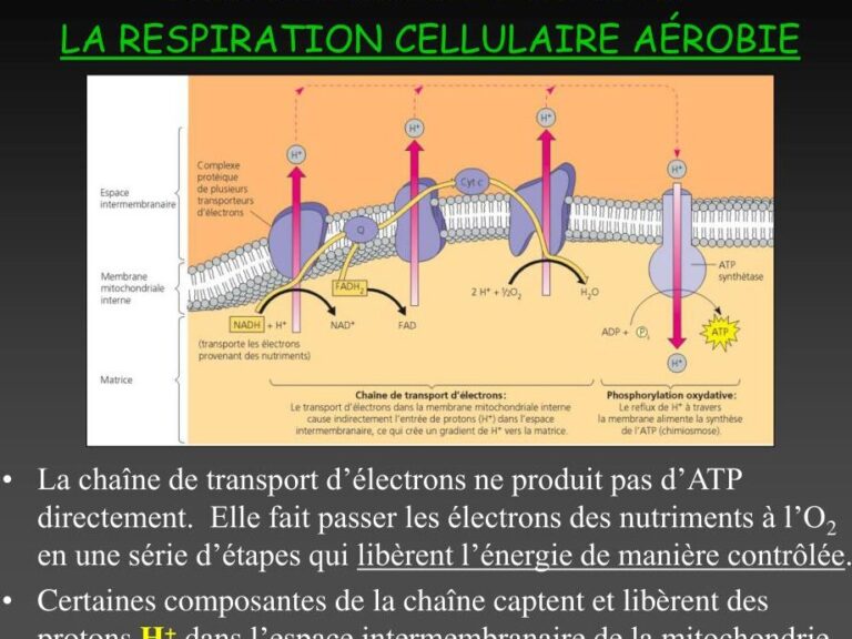 quest-ce-que-la-respiration-aerobie-et-comment-fonctionne-t-elle