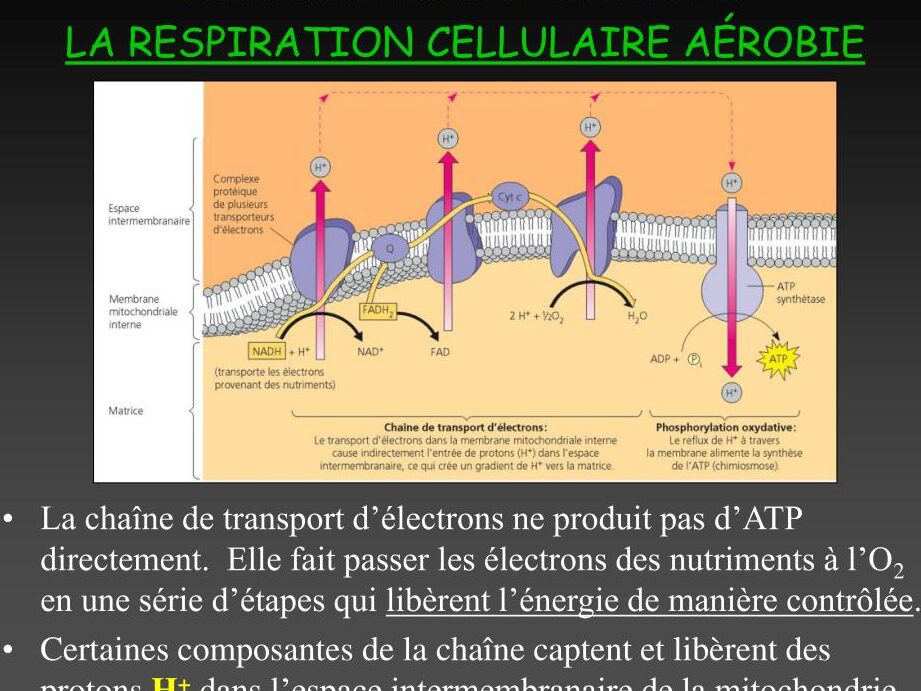 Qu’est-ce que la respiration aérobie et comment fonctionne-t-elle?