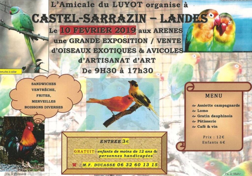 Bourse aux oiseaux en France avec cages et volatiles à découvrir