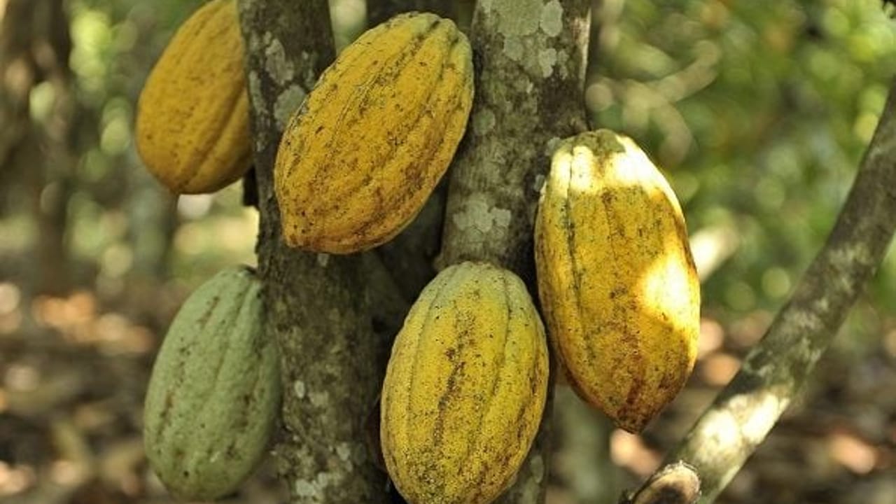Plantation cacao KKO International